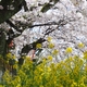 浅野川河川敷「菜の花とソメイヨシノ」