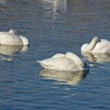 白鳥の入浴