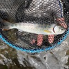 郡上のヘビーな釣り