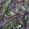 ヒメマルハシ Streak-breasted Scimitar Babbler