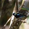 キンズキンフウキンチョウ(Golden-hooded Tanager)