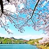 桜　Sakura, Cherry blossoms