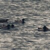 手賀沼を横切るマガモの群れ