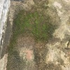 やっぱりコケには熱湯が一番