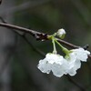 桜、狂い咲き