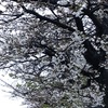 満開の桜20240405