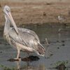 コシベニペリカン(Pink-backed Pelican)