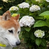 アジサイとともに。リンネちゃんと季節を感じるお散歩へ