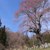 小長石の駒桜