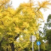 【カメ活】【お写んぽ】冬の訪れを感じる道すがら