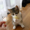 ダイちゃんとわたし　～番外編・子猫の名前～