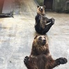 北海道で熊（エゾヒグマ、シロクマ）ウォッチする