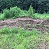 ブドウ畑の南側の丘の、草を取りました。2019-Ⅴ