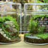 はじめての【苔テラリウム】！小さな森で癒しの時間 始め方やキットの紹介