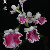 今日の花（2010.11.30）