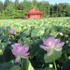 猿賀神社の蓮の花が満開！北限のハスと「津軽のイタコ」