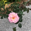 開花４日目