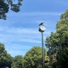 公園に行くおぢさん