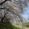 桜の名所埼玉県幸手の権現堂桜堤