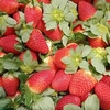 Strawberry Farm ８（Packing編）―Caboolture―