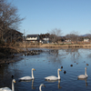 白鳥とその仲間たち