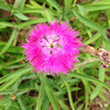 (269) Dianthus superbus