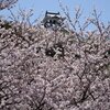 館山城へ桜を見に　2017