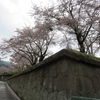 龍岡五稜郭の桜　2016。