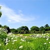 大きな公園