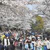 桜の愛で方も千差万別です