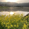 菜の花、菜の花、桜♫水仙