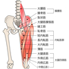 お尻の筋肉が弱ると大腿筋膜張筋が固くなる！大腿筋膜張筋のストレッチ方法と腰痛との関連