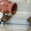 いろんな動物が活発に活動するようになりました。