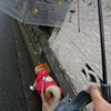 雨の日散歩は　相合傘！？