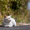 東北東部北離島のねこさん