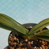 Paph.sanderianum　斑入り