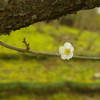 梅の花散歩！