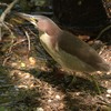 砲台山公園の野鳥を紹介（２０２０　０５２４）その１。