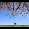 土手の桜Ⅱ