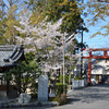 立木神社桜満開その１