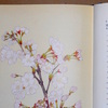 ソメイヨシノの寿命は50年〜60年という誤解。 桜の花見の対象としての"寿命"か