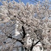 暑いぐらいの晴天、桜　バラが満開です。