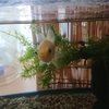 金魚と飼い主の平穏な日々