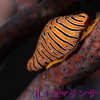 Nauticam (ノーティカム)Kiss X4/550D　最短撮影