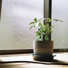 鉢植えを愛す