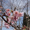 阿里山 櫻花季