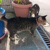3回目のピーマン収穫