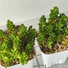 【気になる多肉植物】レッドベリー・タイトゴメ