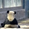 giant panda