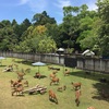 子鹿公開